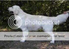 JW Sundance Golden's Gentleman