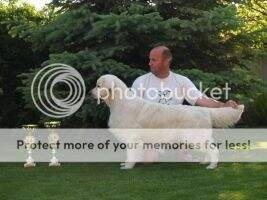 Jun.CH Cheer's Superbalanced Winner of Spec.dog show