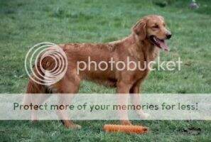 Brier's Ingenue