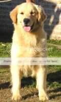Barbour Gold's Polo La Martina