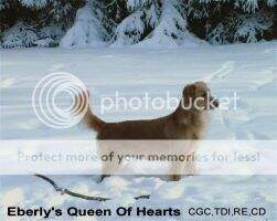 Eberly's Queen of Hearts CCA Eberly's Queen of Hearts CCA