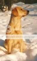 SLCH (OTCH) Khemosabi Noll'an SLCH (OTCH) Khemosabi Noll'an