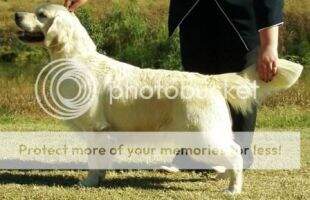 Aust Ch Giltedge Faithful