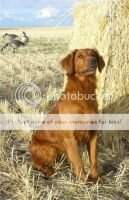 FTCH AFTCH Bulrush Shelby