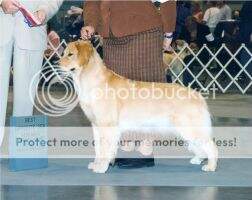 Ducat 24K Instant Impressa