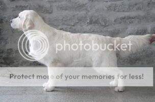 Est Junior Ch, Fin JW-05, Balt JW-06 Remington Razzle Dazzle