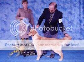BPIS Ch. Goldhaven's Making A Splash BPIS Ch. Goldhaven's Making A Splash
