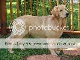 Magic Retrievers Thank God I Found U