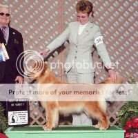 Multi-BIS Multi-BISS Am/Can/Intl./UKC Ch. Goldwind Dancing With The Stars Multi-BOSS
