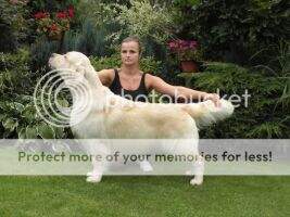 INTERCh GRANDCh ClubCh JChCZ ChCZ ChD(VDH) ChSK Watterloo Misantos 5xNational Winner Club Winner 10x