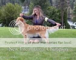 Int'l CH Johnsons Goldenquest Chanel CCA