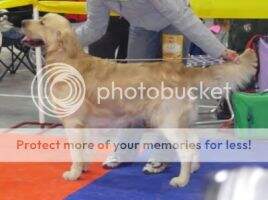 Don Juan Artemis Gold
