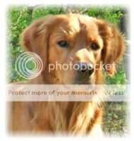Adirondac Blue Ridge Barty