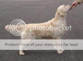 Chamorels Tangible Asset