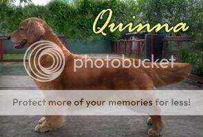 Golden Castle's Quinna Golden Castle's Quinna