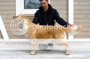 Inter. Rus. Est. 3xClub Ch. Ambergold GK Kiss By Kiss Inter. Rus. Est. 3xClub Ch. Ambergold GK Kiss By Kiss