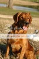 HR Watermarks Red Dog