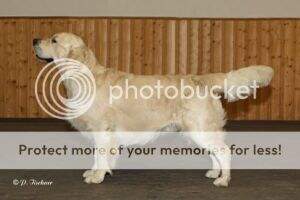 Dt. Champion (DRC & VDH) Erinderry Night of Delight Deutscher Jugendchampion (DRC & VDH)