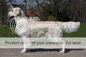 Erinderry White Satin Night