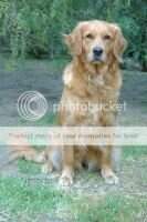 T Ch. Goorambat Belle Starr
