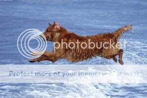 Happymover Delphin
