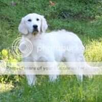 White Dove Lady Zena