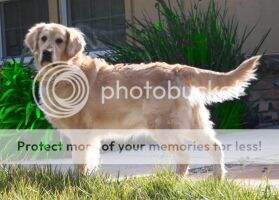 Morninglory's Sandy June Moon