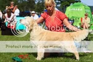 JWW'06 C.I.E Dream Max Amy Diamond KBHJV-06 Berlinsieger-08 KBHV'08 Europasieger-08