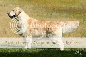 Goldfellow Firepower