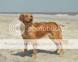 Salt Marsh Green Island Dancer *** Salt Marsh Green Island Dancer ***