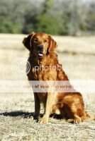 Lacrosse Adirondac Co-Pilot *** Lacrosse Adirondac Co-Pilot ***