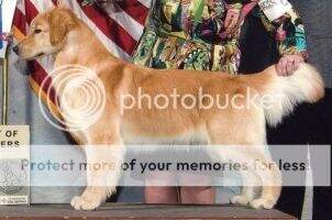 Dichi Go Your Own Way Delta Society Certified Therapy Dog