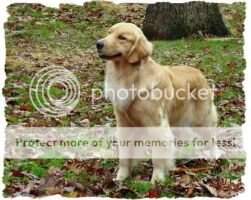 UKC CH Goldstorm Shake Rattle N Roll