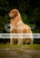Br CH/ Br GCH/ Pan CH. FLASHBACK OF GOLDEN SPIRIT Br CH/ Br GCH/ Pan CH. FLASHBACK OF GOLDEN SPIRIT