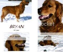 Marithyme's Bryan Bumboo CCA CLR1 CTL1 CLT2 CLT3 CTL4-H BN