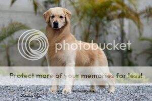 GrBrCh. PanCh. GrPanCh. Chasse Golden Sunset's Niko GrBrCh. PanCh. GrPanCh. Chasse Golden Sunset's Niko