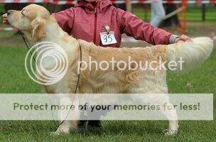 GrChRus Rus RKF NRC VDH JChRu Fine Art Rudgieri Emperor GrChRus Rus RKF NRC VDH JChRu Fine Art Rudgieri Emperor