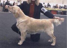 Rip Sel Double Willow Sky-High