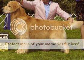 MBISS GCH/Can Ch Sweetlea's Follow Me