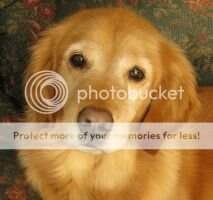 Scoutie da Troutie