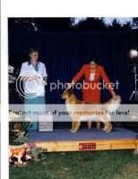 (FCI) CH PR CH Master's Caribbean Ginger