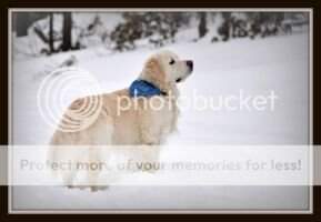 Winterdog's All Dreams Come True Winterdog's All Dreams Come True