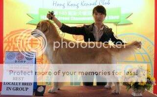 HK CH Top One Blue Bird Christmas Rose