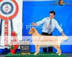 Midas Touch Simply Red As Golden Trip
