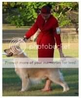 Aust SUPREME Ch Goldtreve Wild N Wilful Aust SUPREME Ch Goldtreve Wild N Wilful