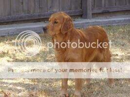T. S. Grand Ch. & T. Ch. Morningmyst Honour Bound R.N. T. S. Grand Ch. & T. Ch. Morningmyst Honour Bound R.N.