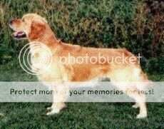 Khemosabi Dynamic-Dancer Khemosabi Dynamic-Dancer