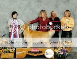 CH Halogold's Take Me On A Journey CH Halogold's Take Me On A Journey