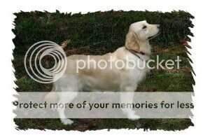 Golden Aspen Todd's Snowbell