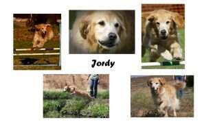 Woodland's Ball Playin' Jordy AXP NF